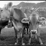 Calves in the Alpine region of southern Switzerland. Photo by Ricabeth Steiger.