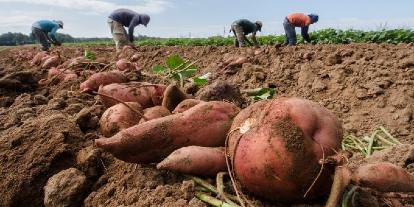 Stemming the Exploitation of Immigrant Farm Labor - Contexts